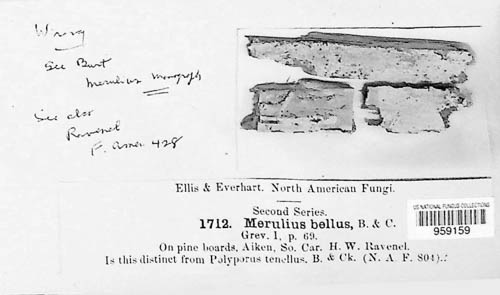 Meruliopsis bella image
